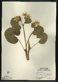 Caltha palustris image