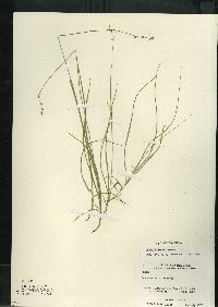 Carex disperma image