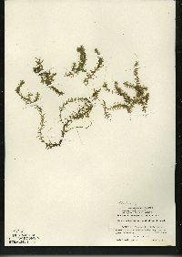 Elodea canadensis image