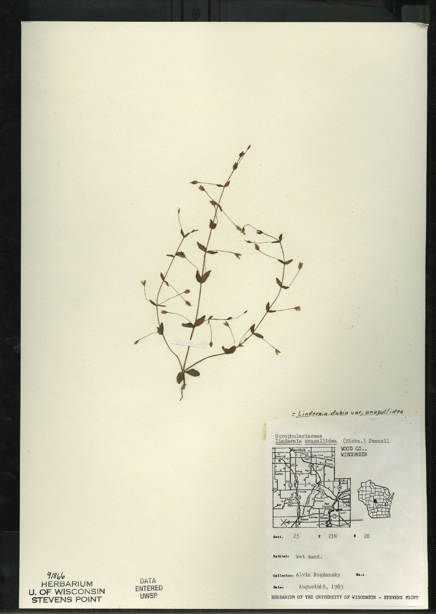 Lindernia dubia var. anagallidea image