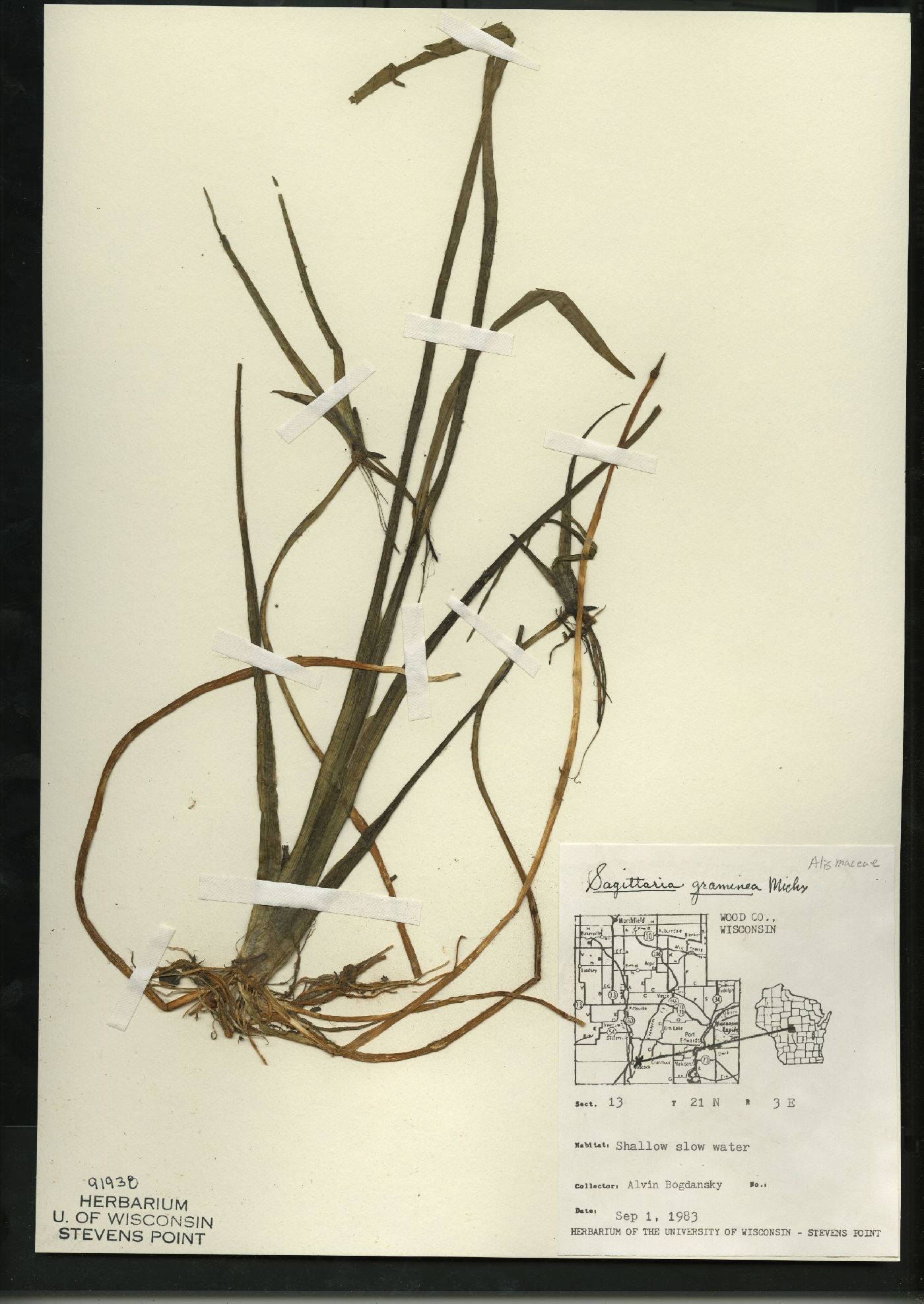 Sagittaria graminea subsp. graminea image