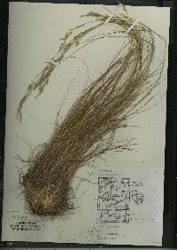 Festuca trachyphylla image