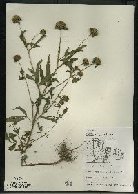 Bidens vulgata image