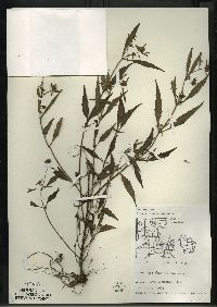 Bidens connata image