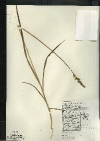 Carex stipata var. stipata image