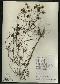 Bidens trichosperma image