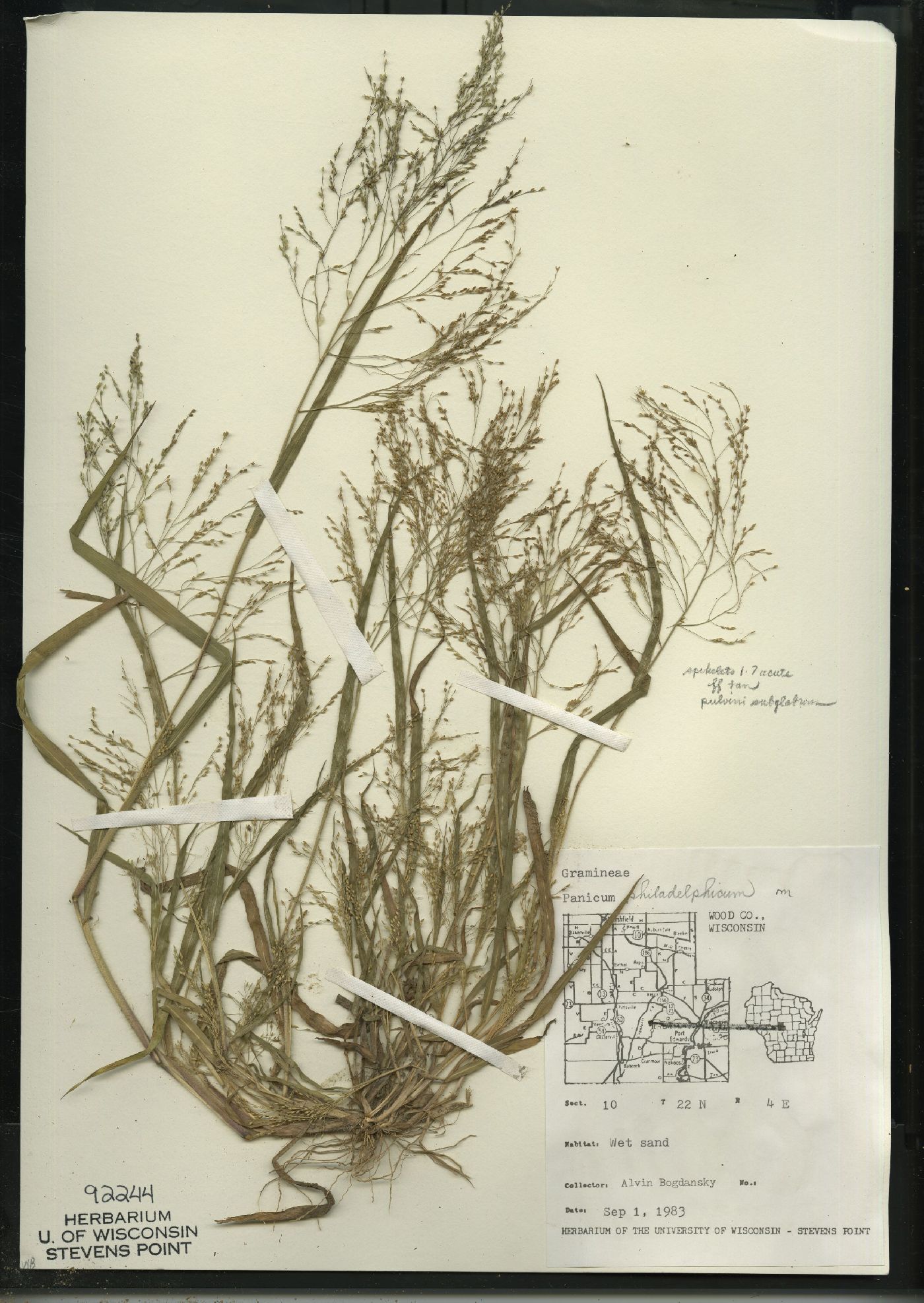 Panicum philadelphicum subsp. philadelphicum image