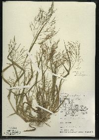 Panicum philadelphicum image