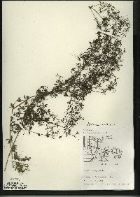 Galium asprellum image