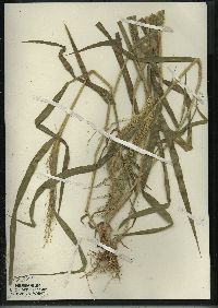 Panicum capillare subsp. capillare image