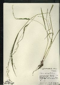 Festuca subverticillata image