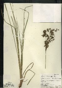 Scirpus atrocinctus image