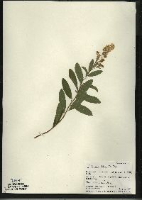 Spiraea alba image