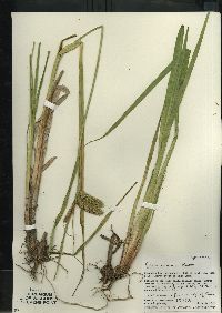 Carex comosa image