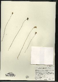 Utricularia cornuta image