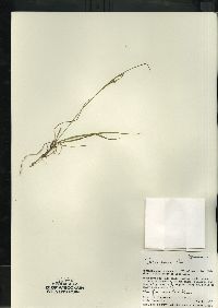 Carex aurea image