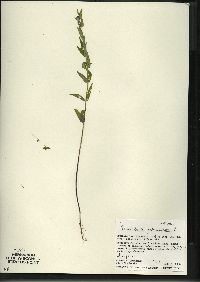 Scutellaria galericulata image