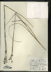 Cladium mariscoides image