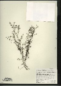 Galium labradoricum image