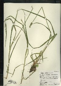 Carex stipata var. stipata image