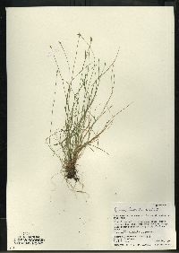 Carex leptalea subsp. leptalea image