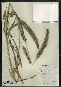 Setaria faberi image