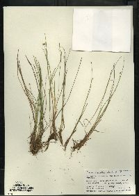 Carex leptalea subsp. leptalea image