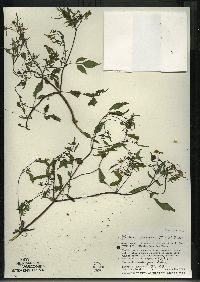 Bidens discoidea image