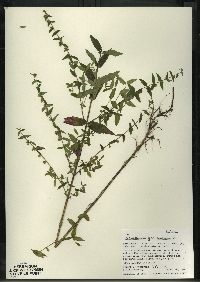 Scutellaria galericulata image