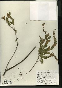 Chamaedaphne calyculata image