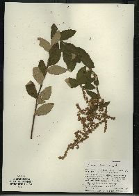 Spiraea tomentosa var. rosea image