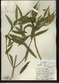 Asclepias incarnata subsp. incarnata image