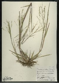 Panicum dichotomiflorum subsp. dichotomiflorum image