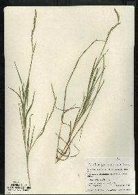 Muhlenbergia mexicana image