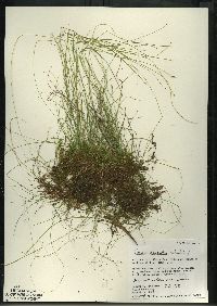 Carex leptalea subsp. leptalea image