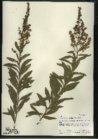 Spiraea alba image