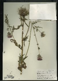 Cirsium muticum image