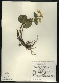 Caltha palustris image