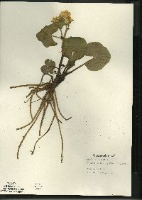 Caltha palustris image