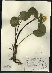 Caltha palustris image