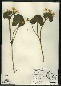 Caltha palustris image