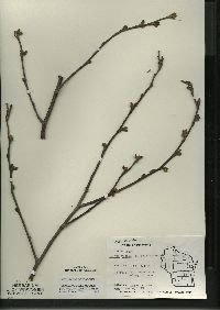 Alnus incana subsp. rugosa image