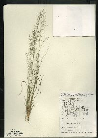 Muhlenbergia uniflora image