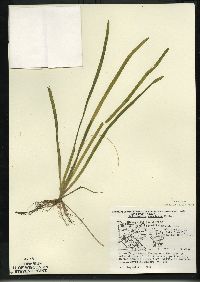 Vallisneria americana image