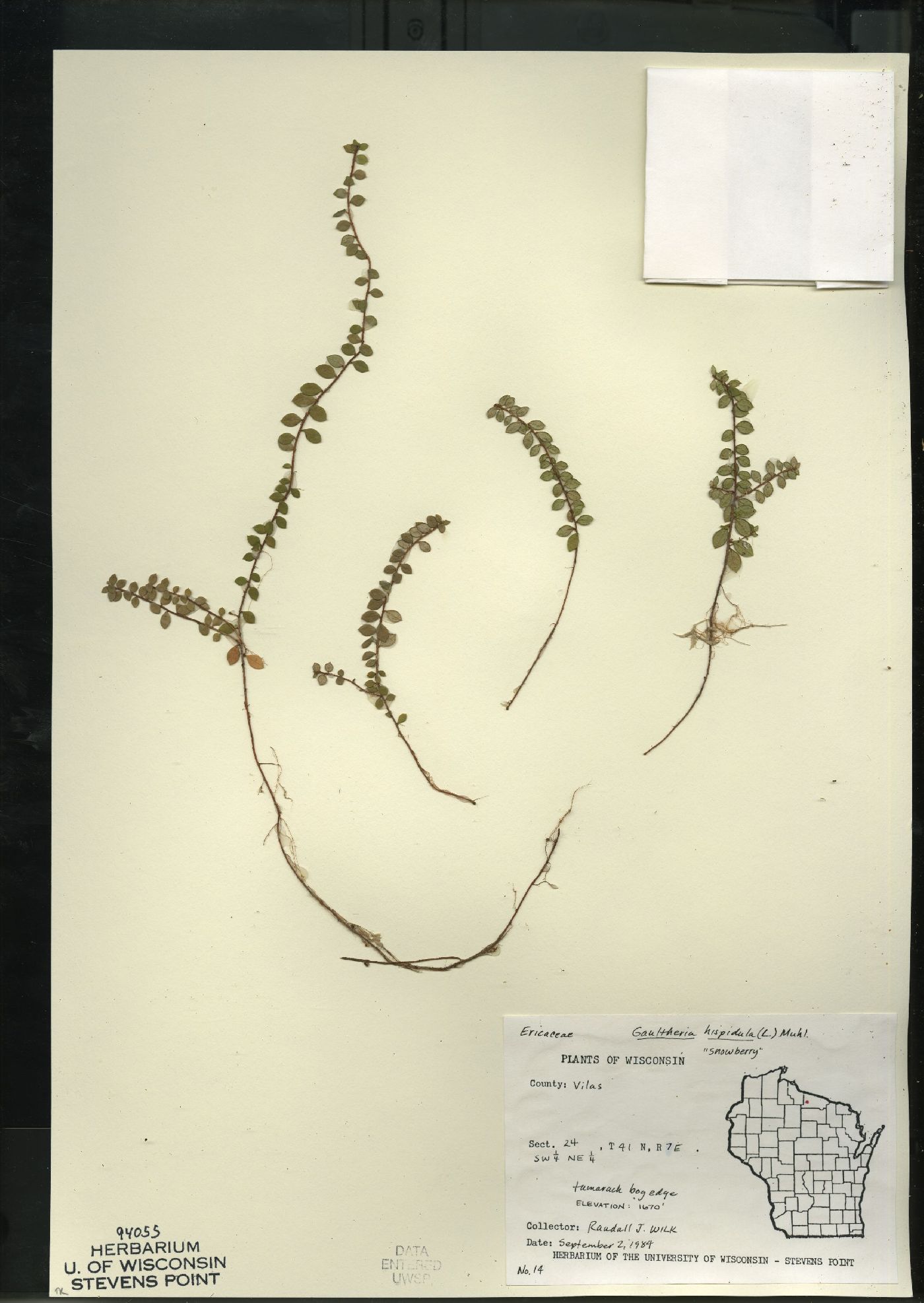 Gaultheria hispidula image