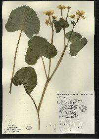 Caltha palustris image