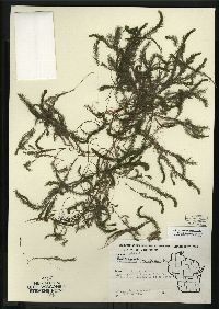 Myriophyllum alterniflorum image