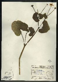 Caltha palustris image