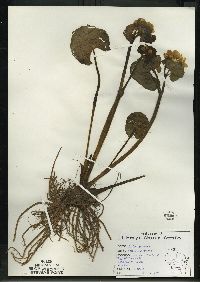 Caltha palustris image