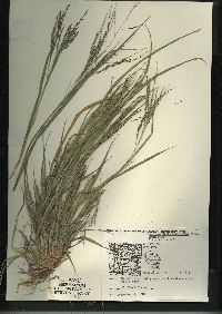 Panicum dichotomiflorum subsp. dichotomiflorum image